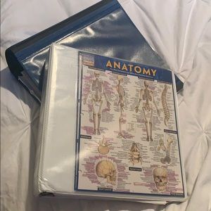 Holes fifth edition human anatomy and physiology